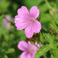 Geranium endressii - Géranium vivace d'Endress - Géraniums