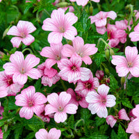 Géraniums - Géranium vivace d'Endress - Geranium endressii