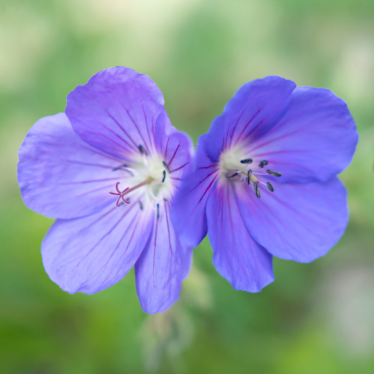 Geranium brookside - Géranium vivace Brookside - Géraniums