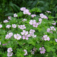 Géraniums - Géranium vivace Dreamland - Geranium bremdream dreamland