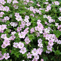 Géranium vivace Dreamland - Geranium bremdream dreamland - Bakker