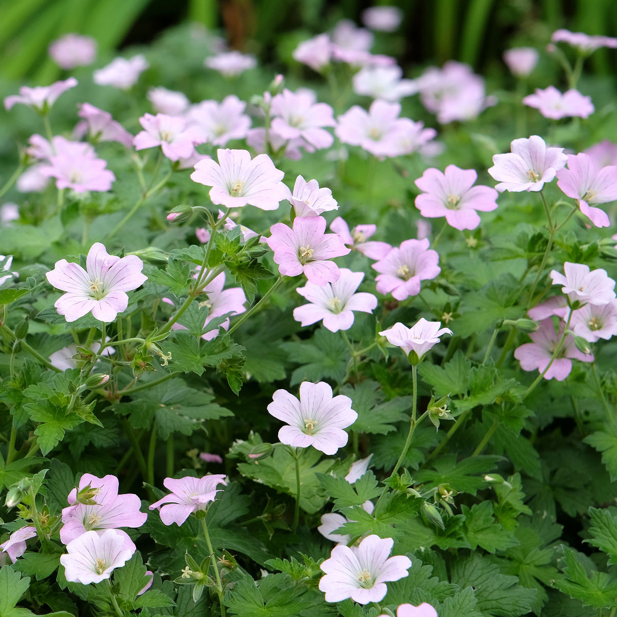 Geranium bremdream dreamland - Géranium vivace Dreamland - Géraniums