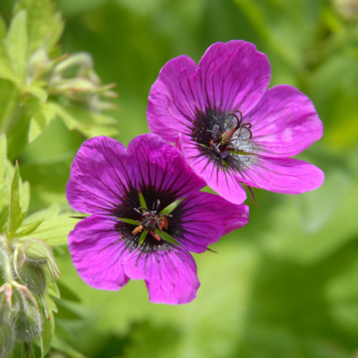 Géranium vivace Patricia - Bakker