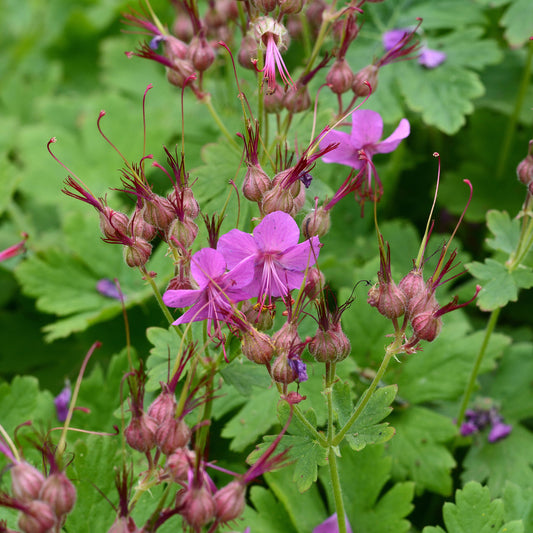 Géranium des Balkans Czakor - Bakker