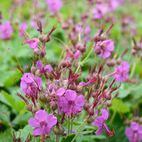 Géranium des Balkans Czakor - Geranium macrorrhizum Czakor - Bakker