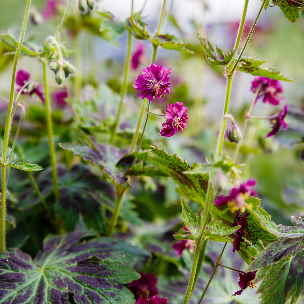Geranium phaeum samobor - Géranium brun Samobor - Géraniums