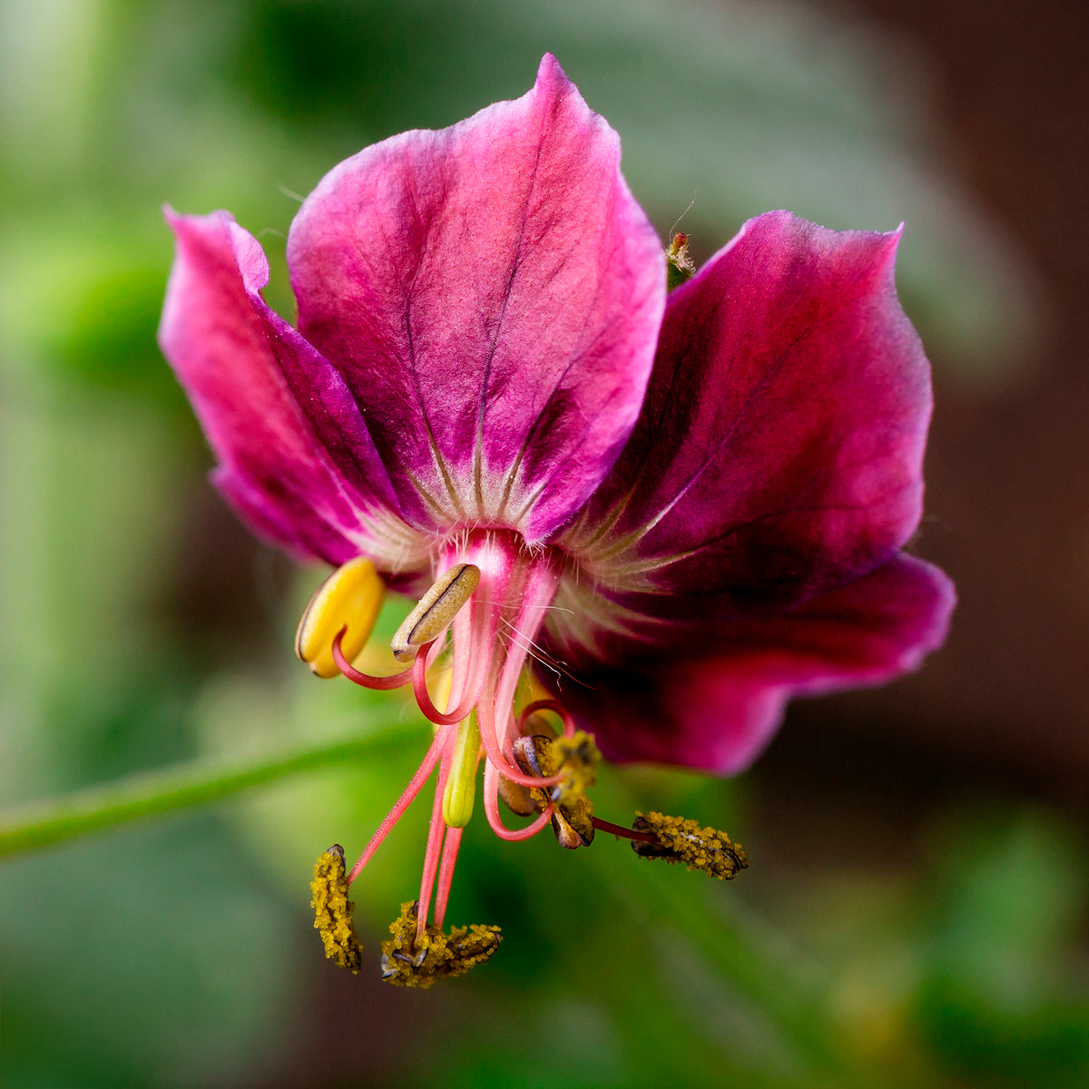 Géraniums - Géranium brun Samobor - Geranium phaeum samobor