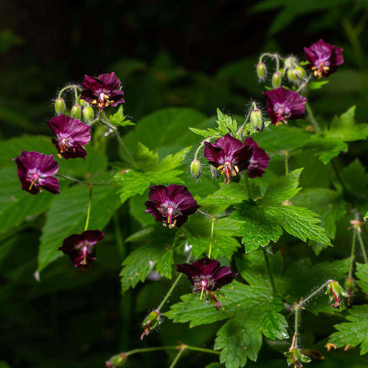 Vente Géranium brun Samobor