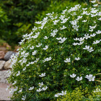 Geranium sanguineum Album - Géranium vivace Album - Géraniums