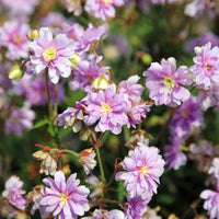 Géranium vivace Summer Skies - Bakker