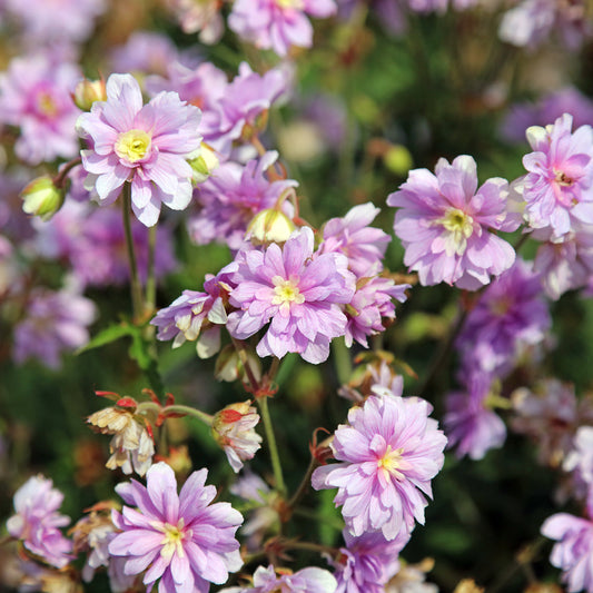 Géranium vivace Summer Skies - Bakker