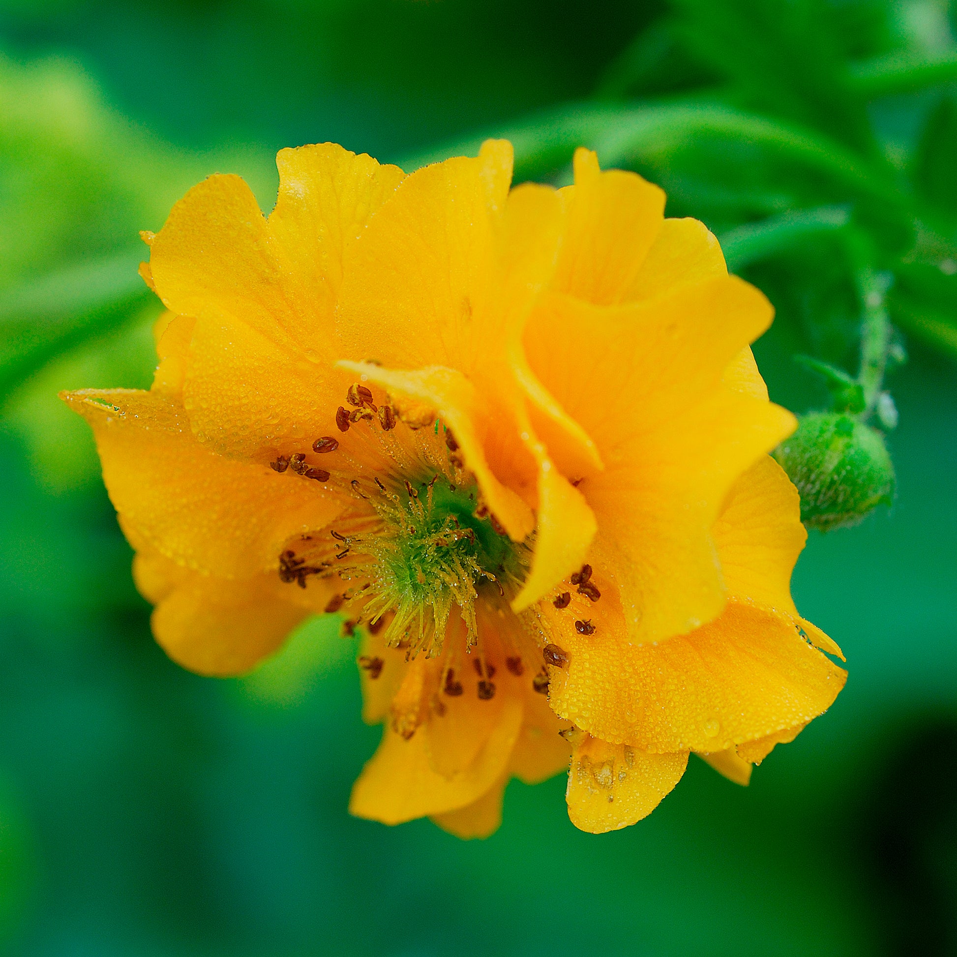 Benoîte Lady Stratheden - Geum chiloense Lady Stratheden - Bakker