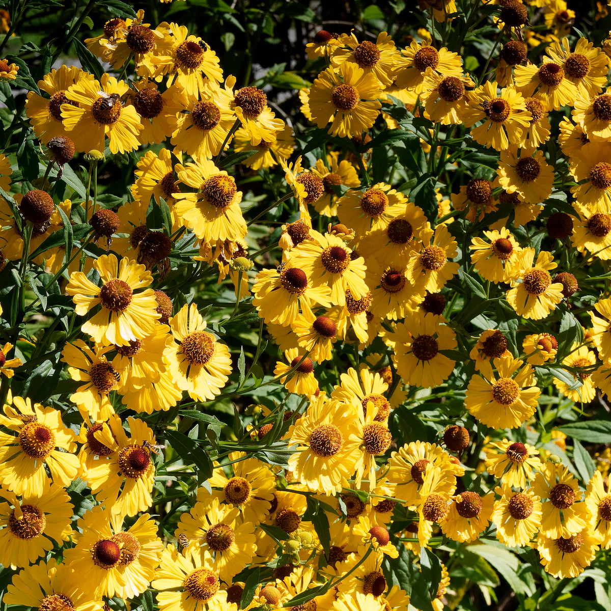 Helenium autumnale Pumilum Magnificum - Hélénie d'automne Pumilum Magnificum - Hélénie