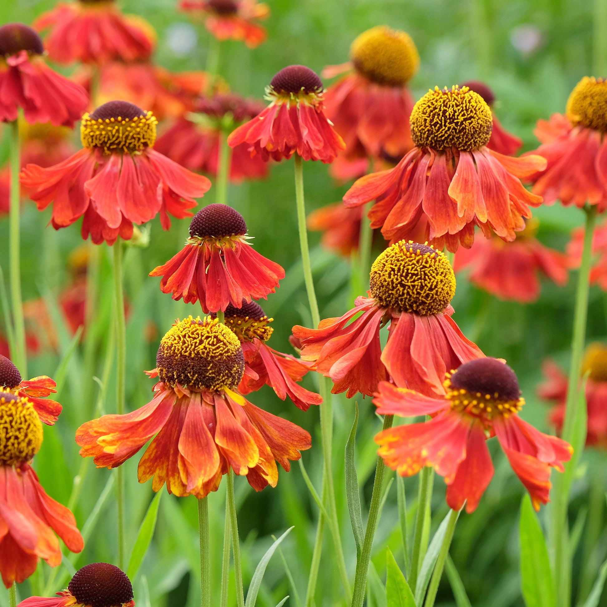Hélénie Moerheim Beauty - Helenium Moerheim Beauty - Bakker