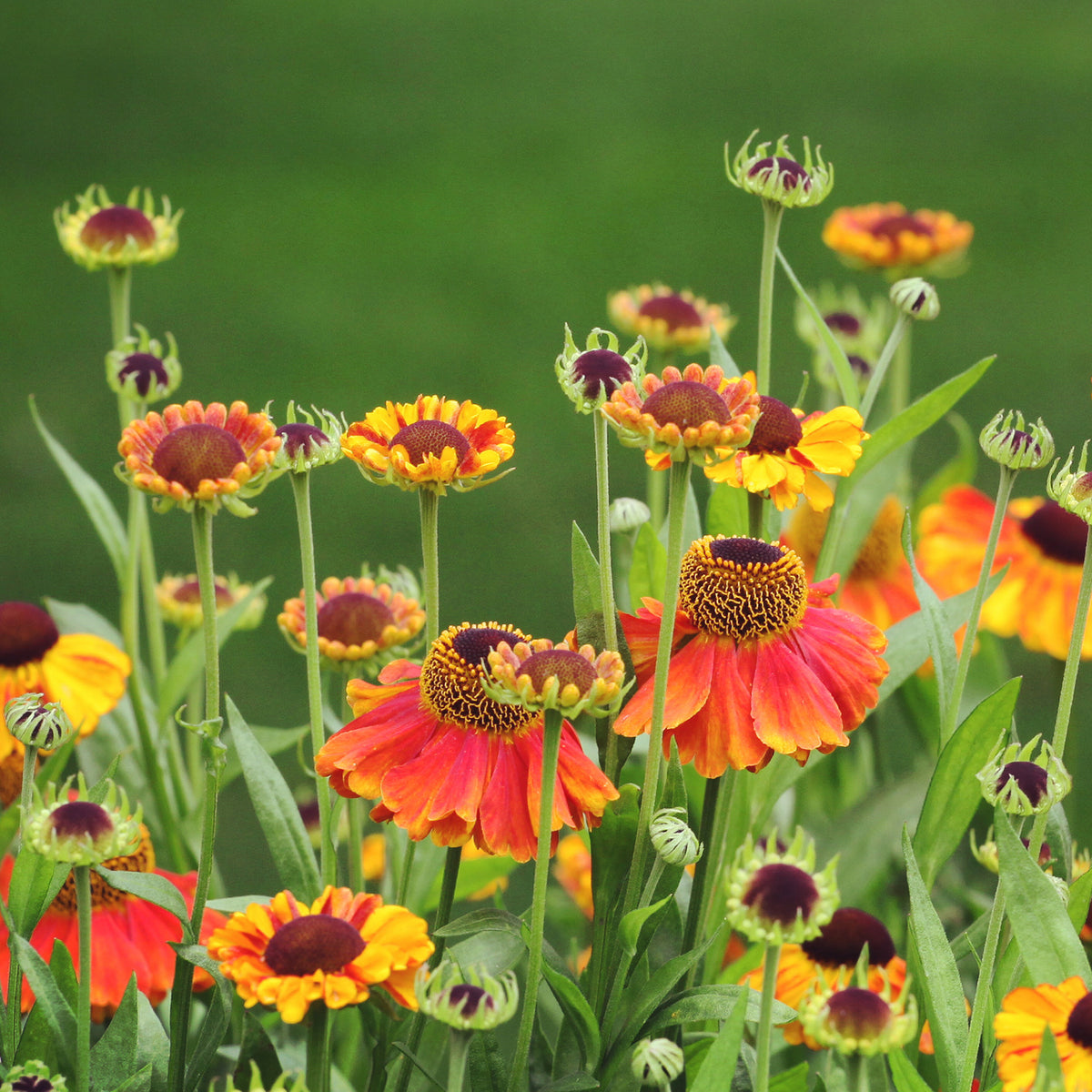Hélénie Sahin's Early Flowerer - Helenium Sahin's Early Flowered - Bakker
