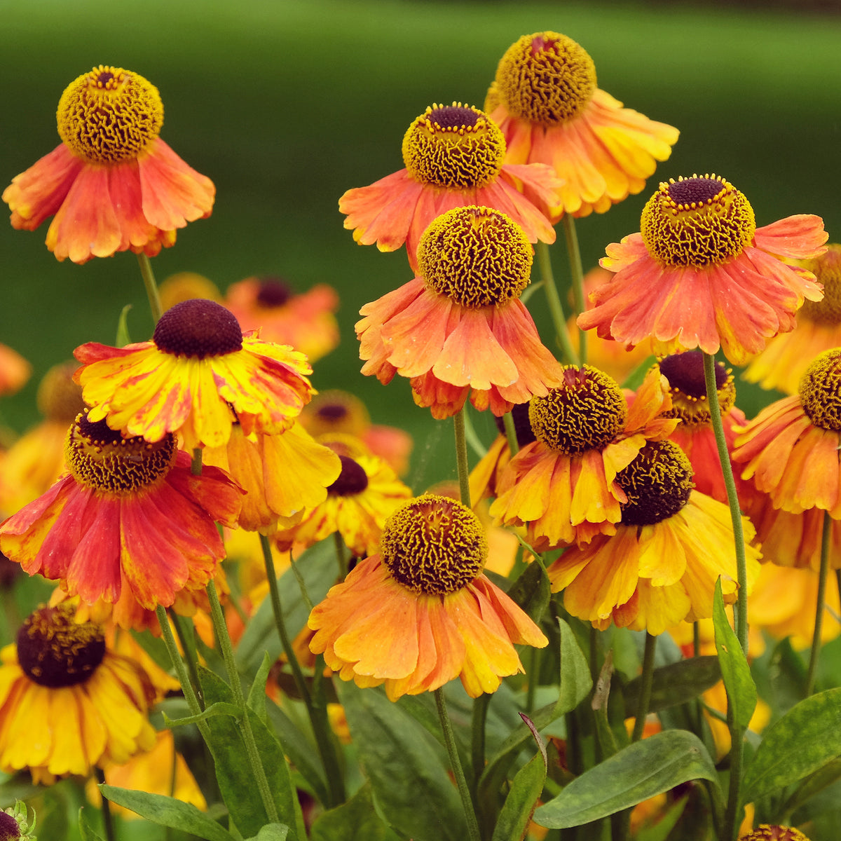 Helenium Sahin's Early Flowered - Hélénie Sahin's Early Flowerer - Hélénie
