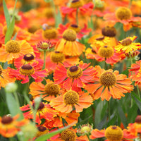 Hélénie Waltraut - Helenium waltraut - Bakker