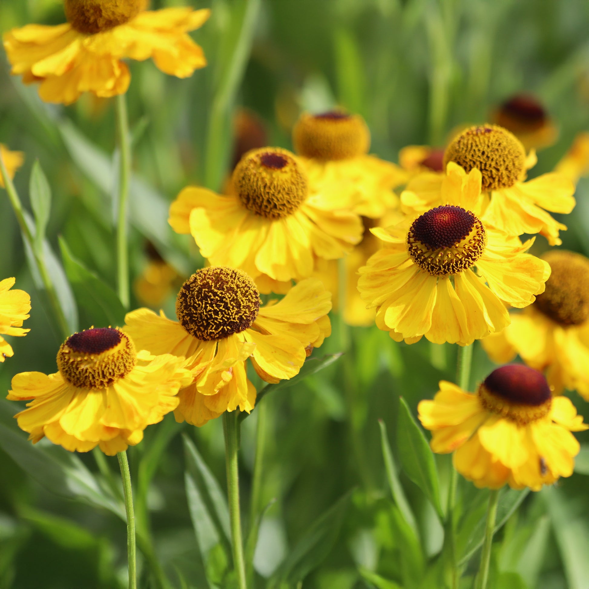 Hélénie Wyndley - Helenium wyndley - Bakker