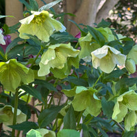 Hellébore d'Orient vert-moucheté - Helleborus orientalis Green Spotted - Bakker