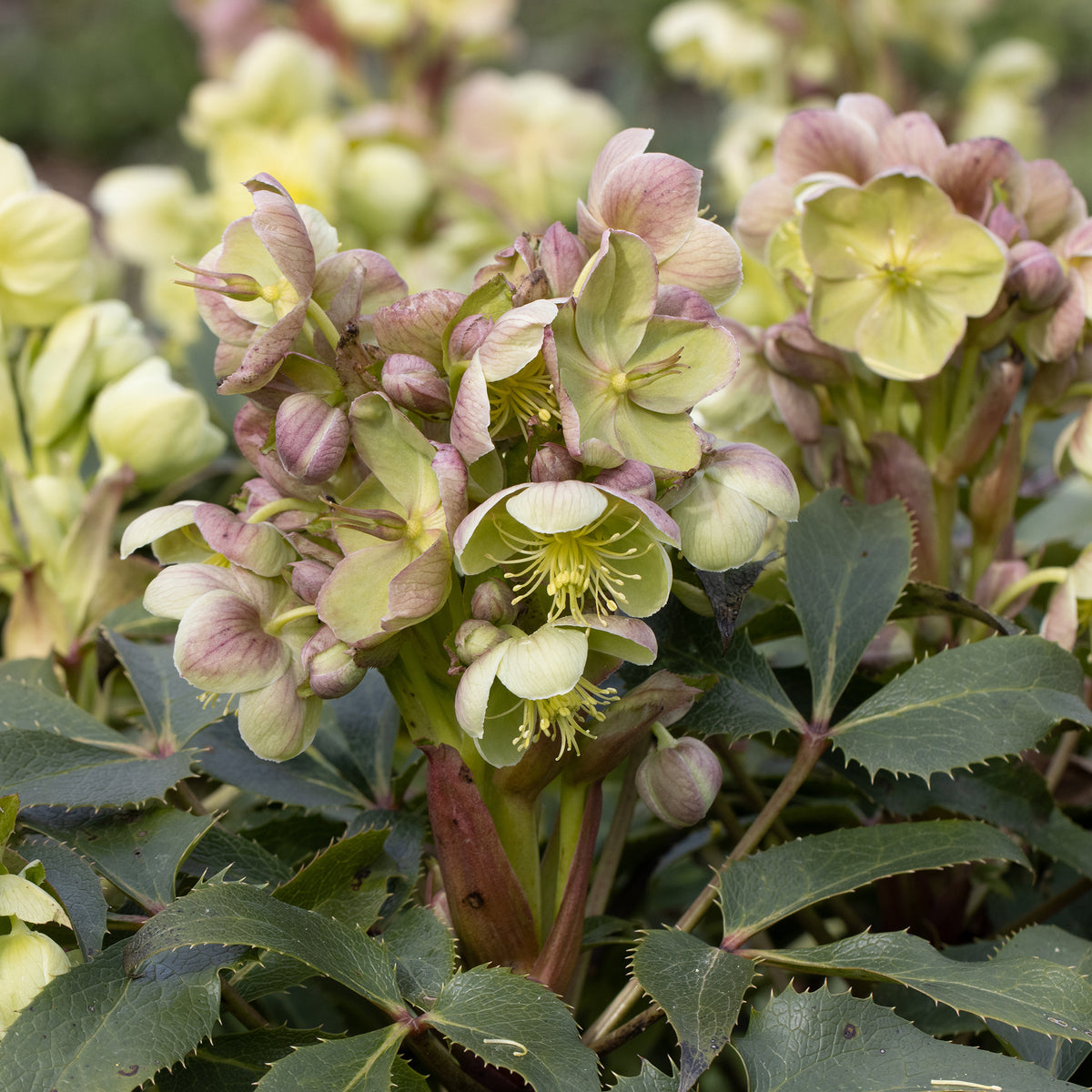 Hellébore - Rose de Noël - Hellébore de Stern - Helleborus sternii