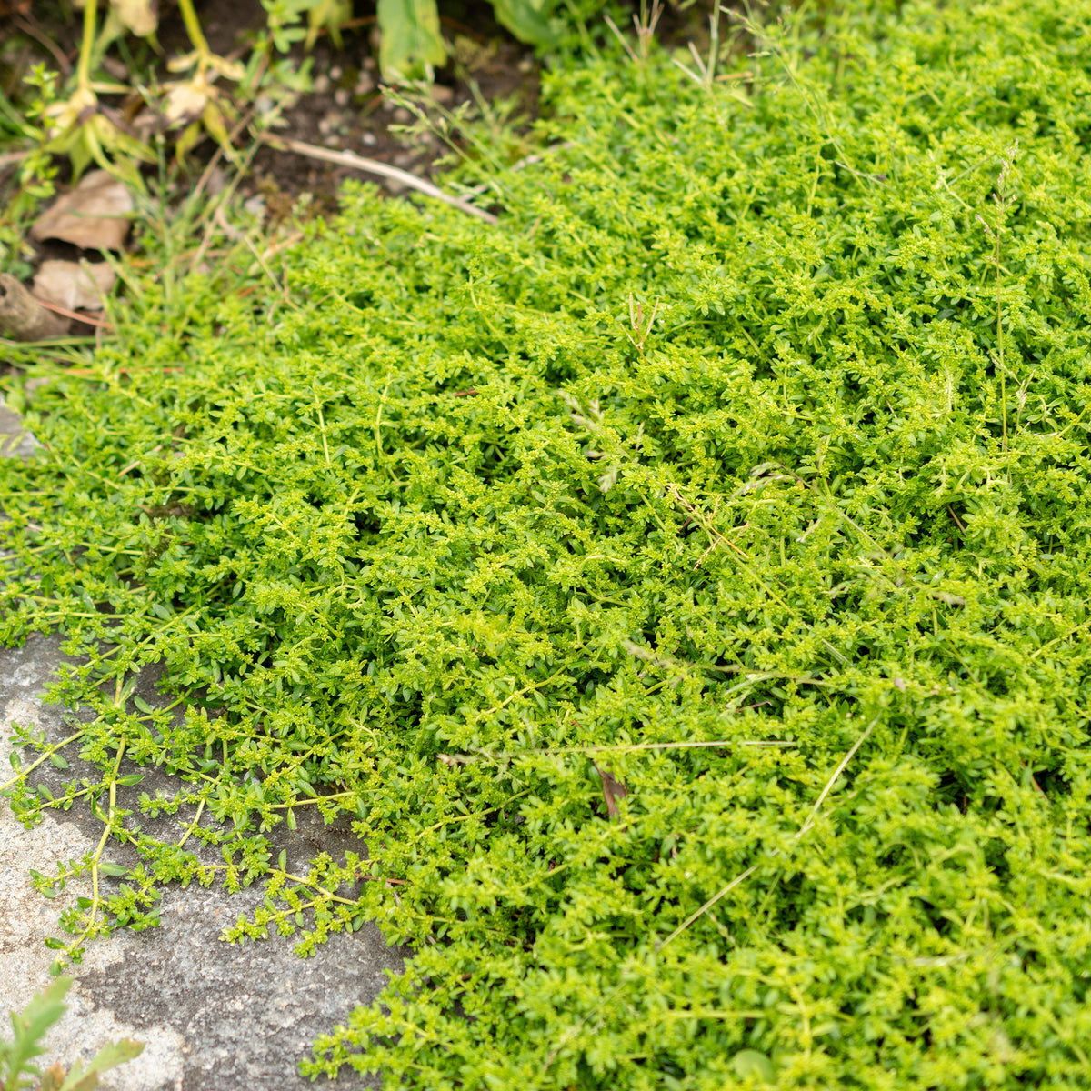 Herniaria glabra - Herniaire glabre Turquette - Plantes vivaces