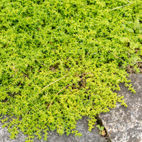 Herniaire glabre Turquette - Bakker