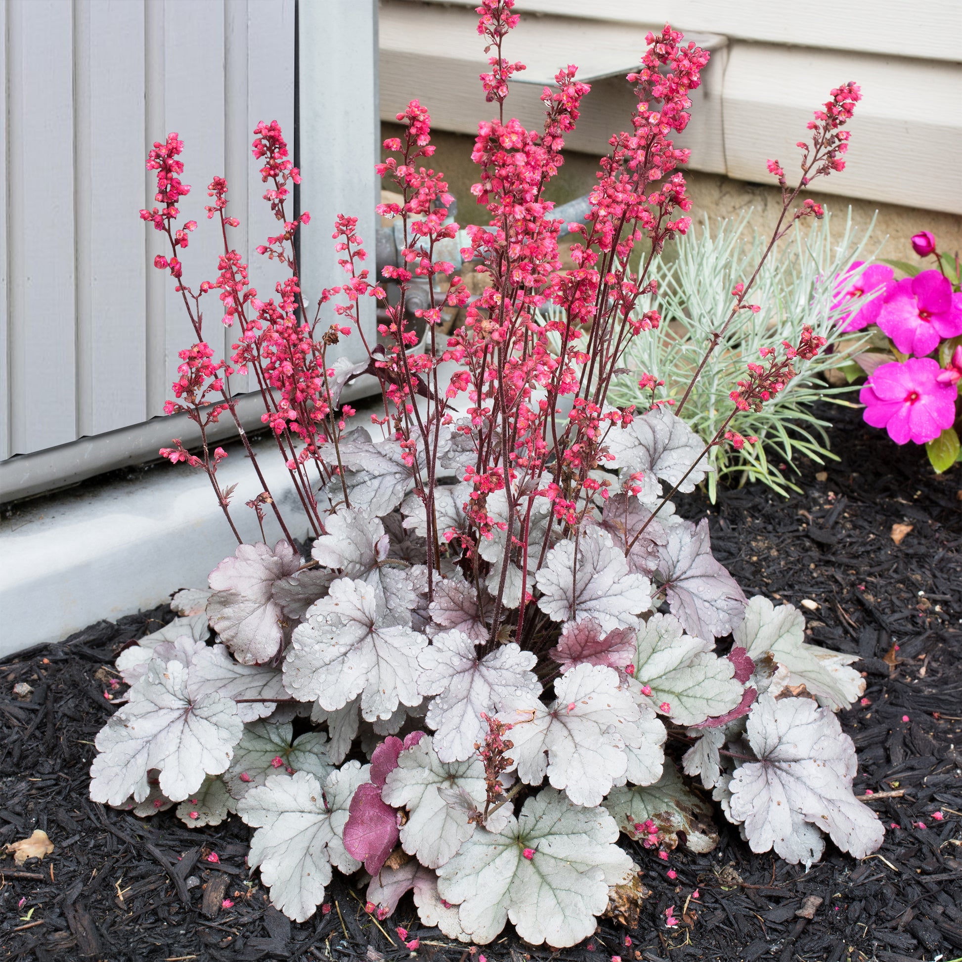 Heuchère Silver Gumdrop - Heuchera silver gumdrop  ( dolce series ) - Bakker