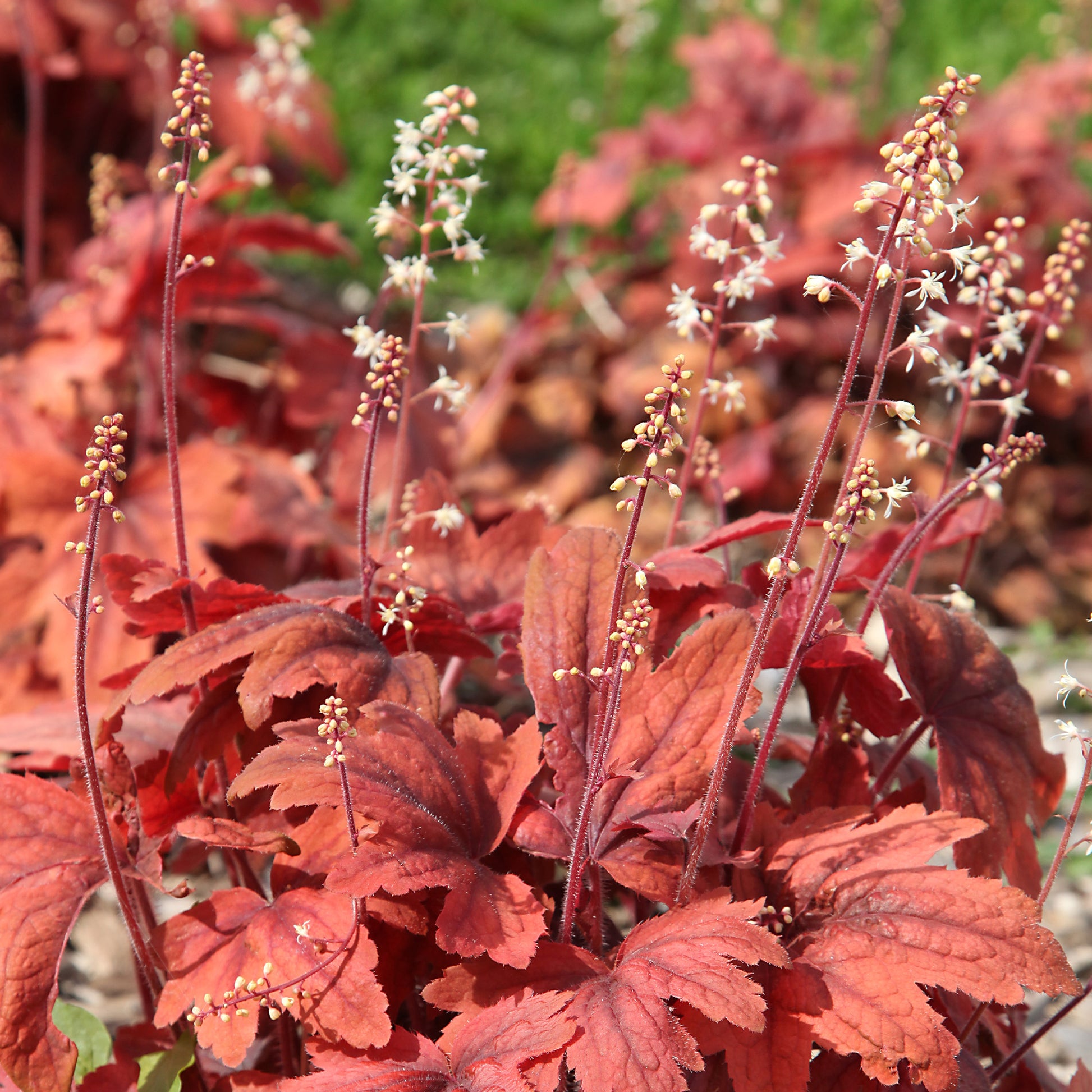 Heuchère Marmalade - Heuchera marmalade - Bakker