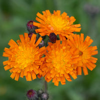 Épervière orangée - Bakker