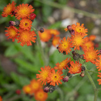 Hieracium aurantiacum - Épervière orangée - Plantes vivaces