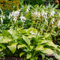 Hosta hybride royal standard - Hosta Royal Standard - Plantes vivaces