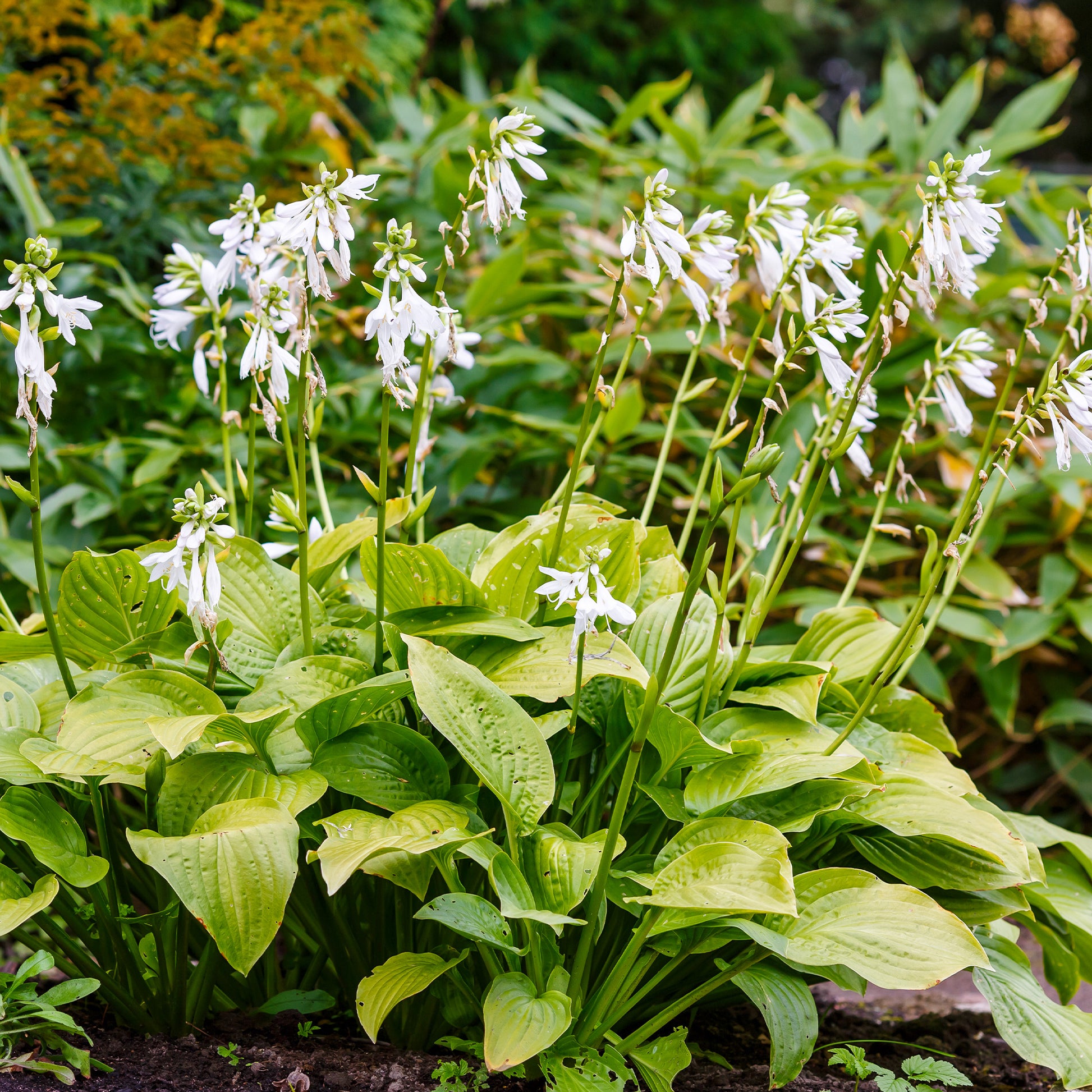 Hosta hybride royal standard - Hosta Royal Standard - Plantes vivaces