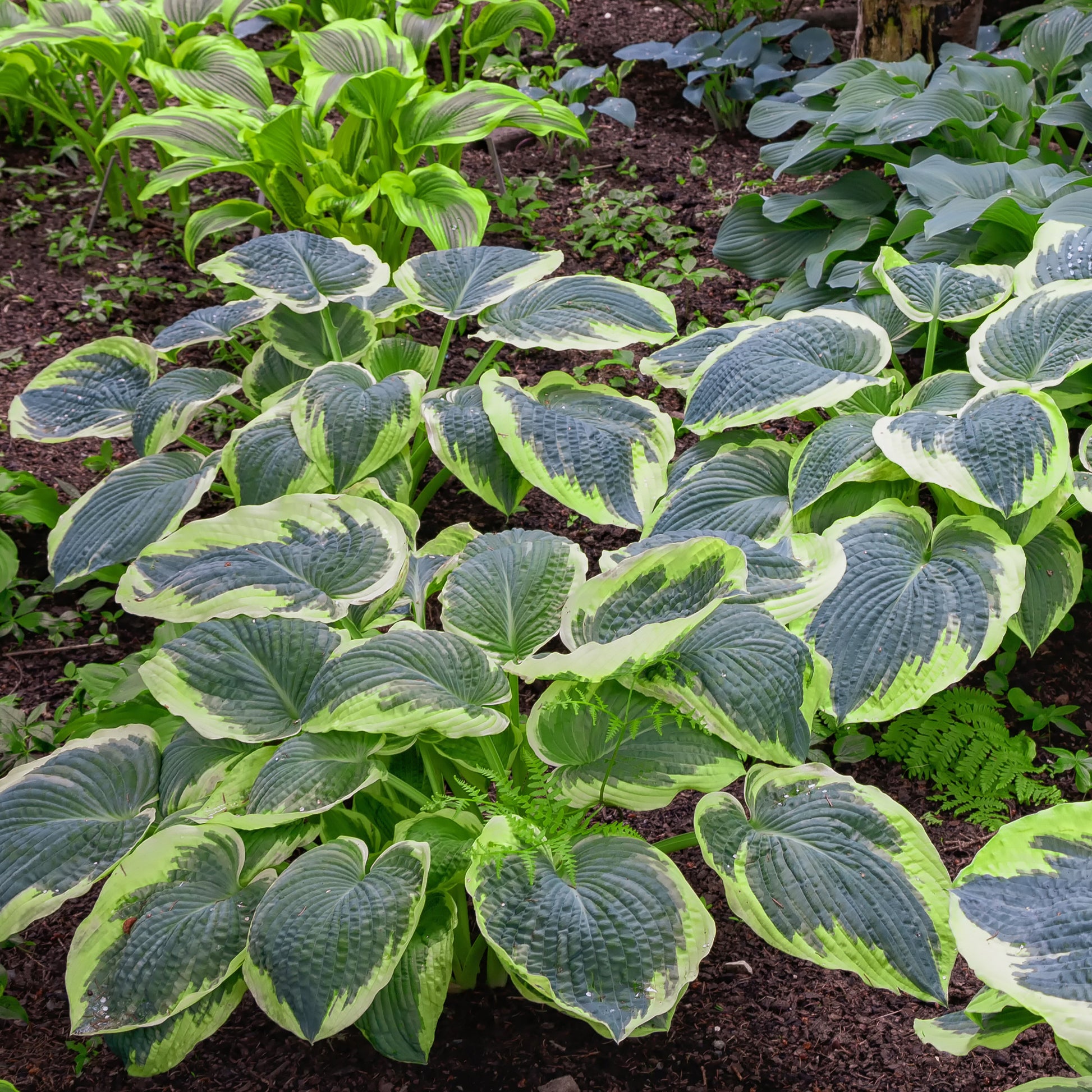 Hosta Sugar Daddy - Hosta sugar daddy - Bakker