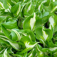 Hosta undulata mediovariegata - Hosta à feuilles ondulées Mediovariegata - Plantes vivaces