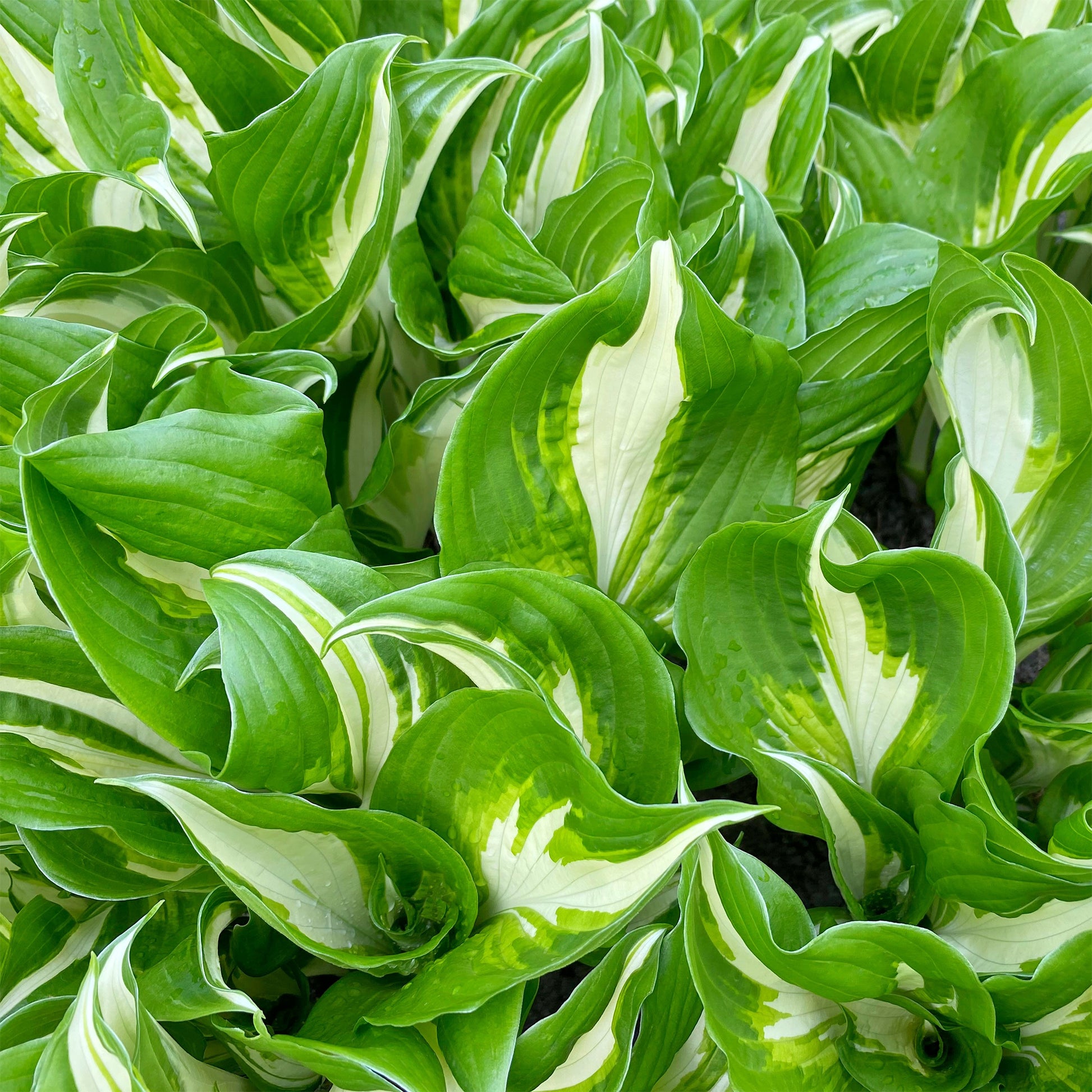 Hosta undulata mediovariegata - Hosta à feuilles ondulées Mediovariegata - Plantes vivaces