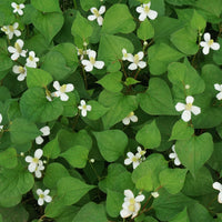 Poivrier de Chine - Houttuynia - Houttuynia cordata - Bakker