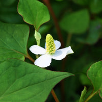 Houttuynia cordata - Poivrier de Chine - Houttuynia - Graminées