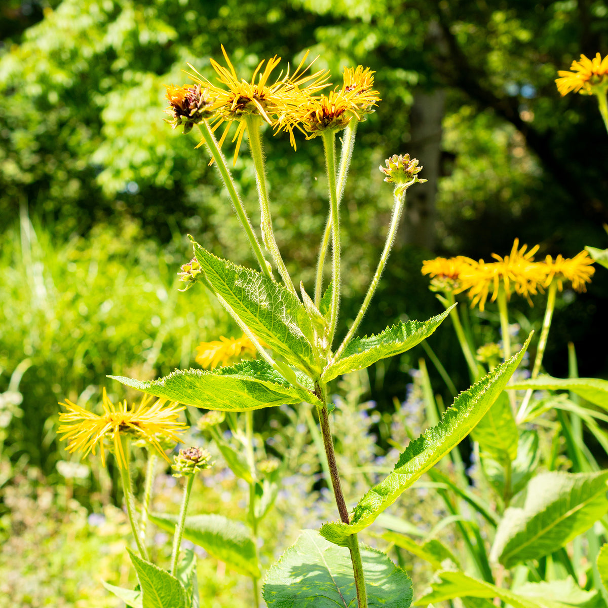 Inula magnifica - Aunée magnifique - Vivaces fleuries