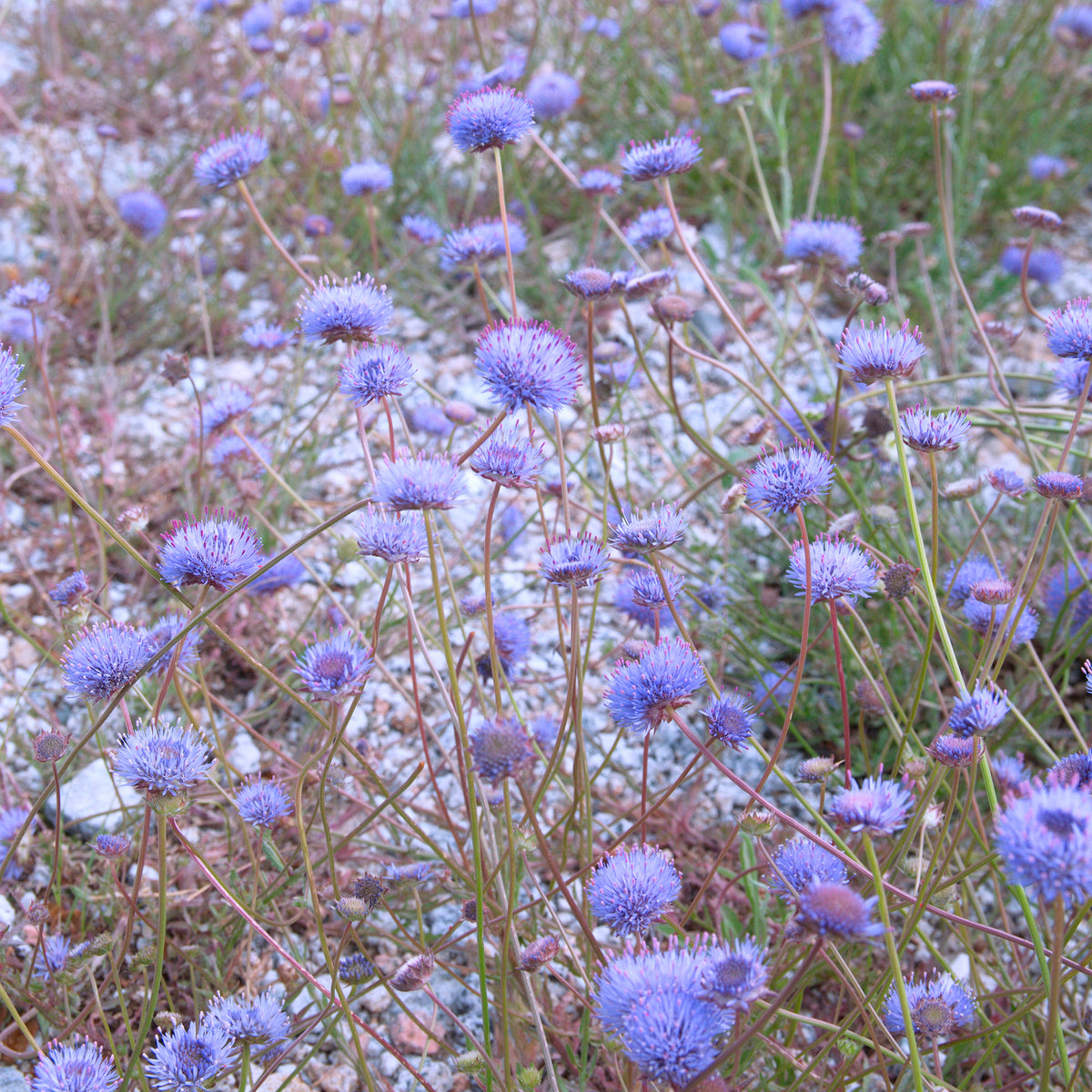 Plantes sauvages jardin - Jasione lisse Blaulicht - Jasione laevis