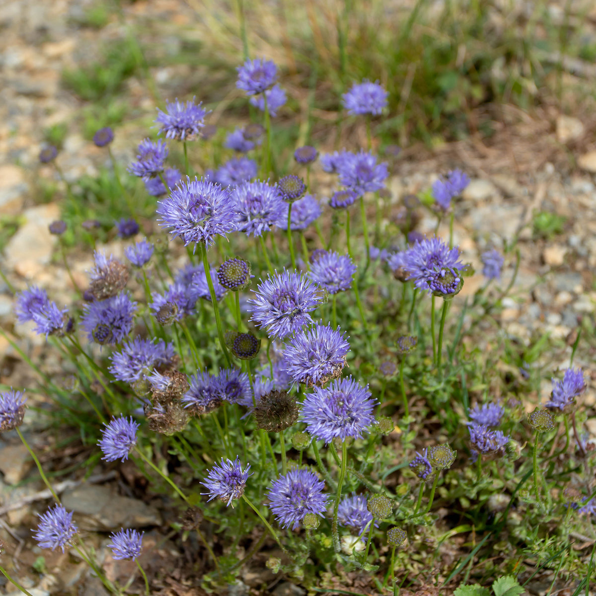 Jasione laevis - Jasione lisse Blaulicht - Plantes sauvages jardin