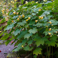 Fleur de cire - Kirengeshoma palmata - Bakker