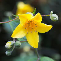 Kirengeshoma palmata - Fleur de cire - Plantes vivaces