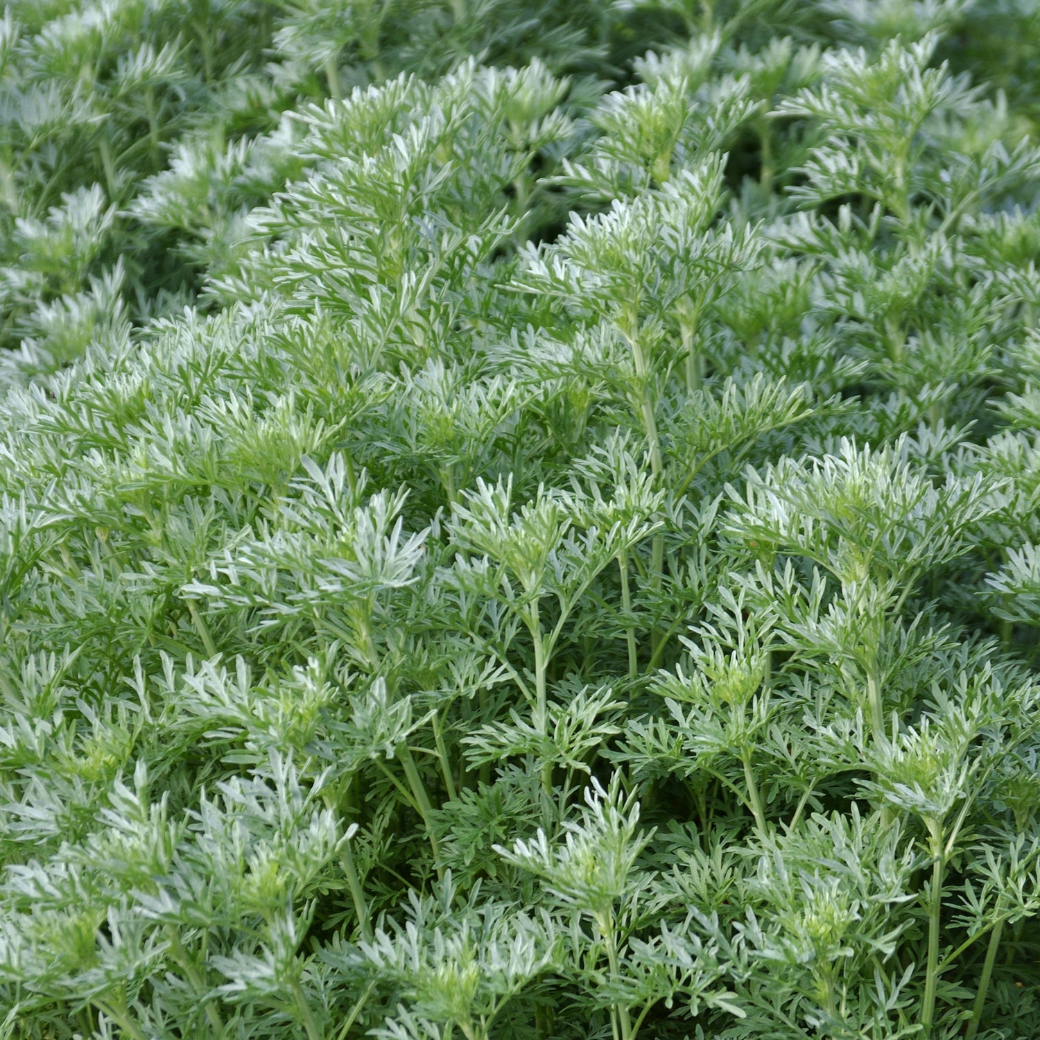 Artemisia absinthium - Absinthe