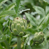 Artichaut - Cynara scolymus - Bakker