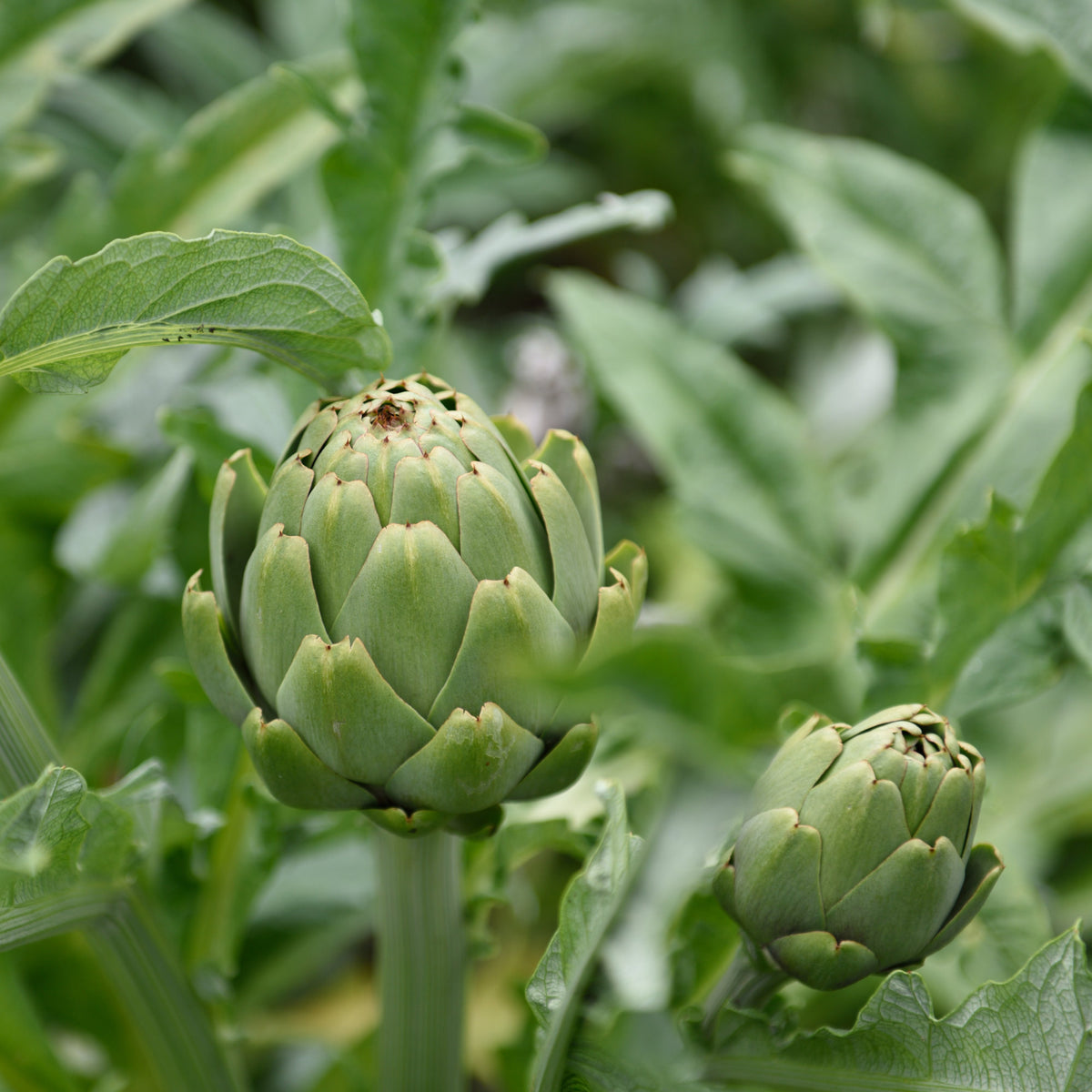 Artichaut - Cynara scolymus - Bakker