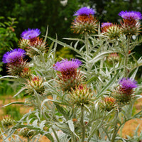 Vente Artichaut - Cynara scolymus