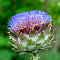 Artichauts - Artichaut - Cynara scolymus