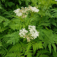 Cerfeuil musqué - Myrrhis odorata - Bakker