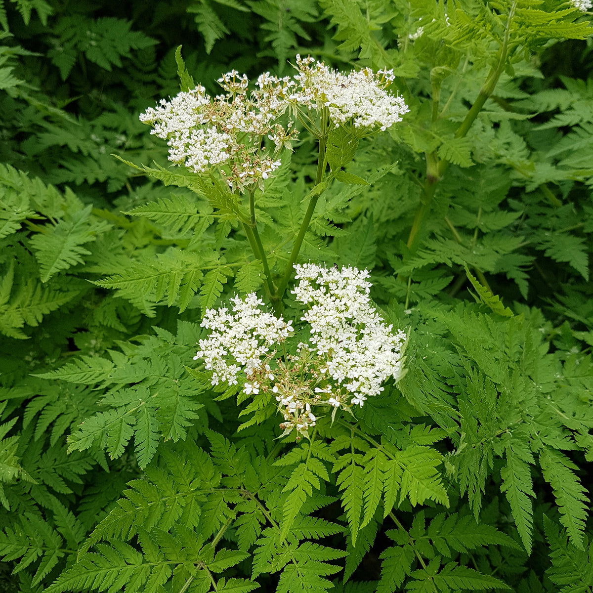 Cerfeuil musqué - Myrrhis odorata - Bakker