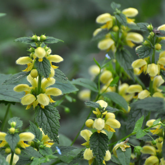 Lamier doré Florentinum - Bakker